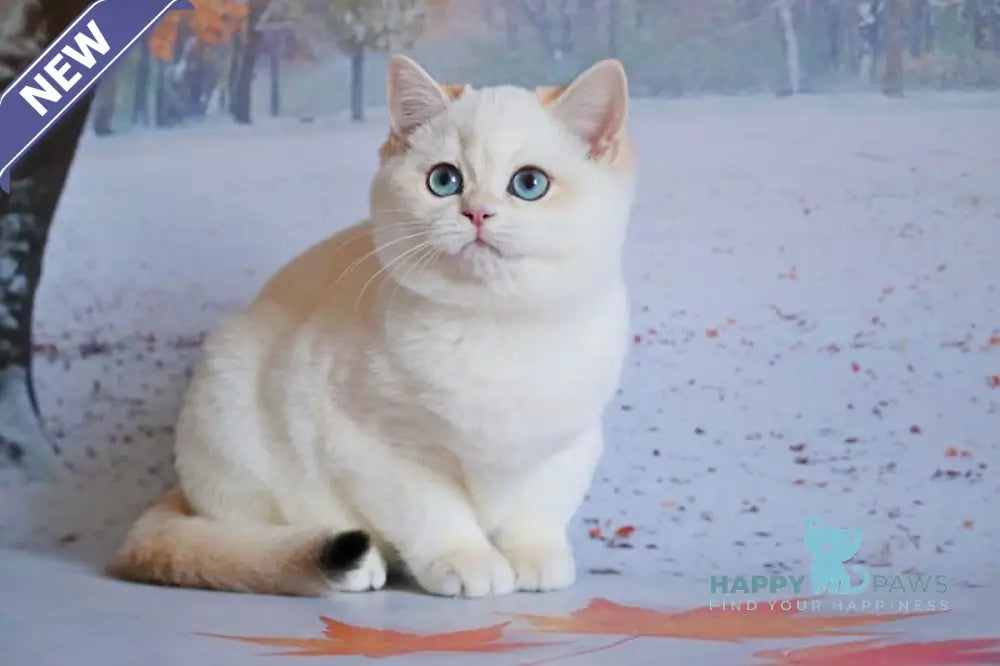 Qiana British Shorthair female black golden chinchilla pointed live animals