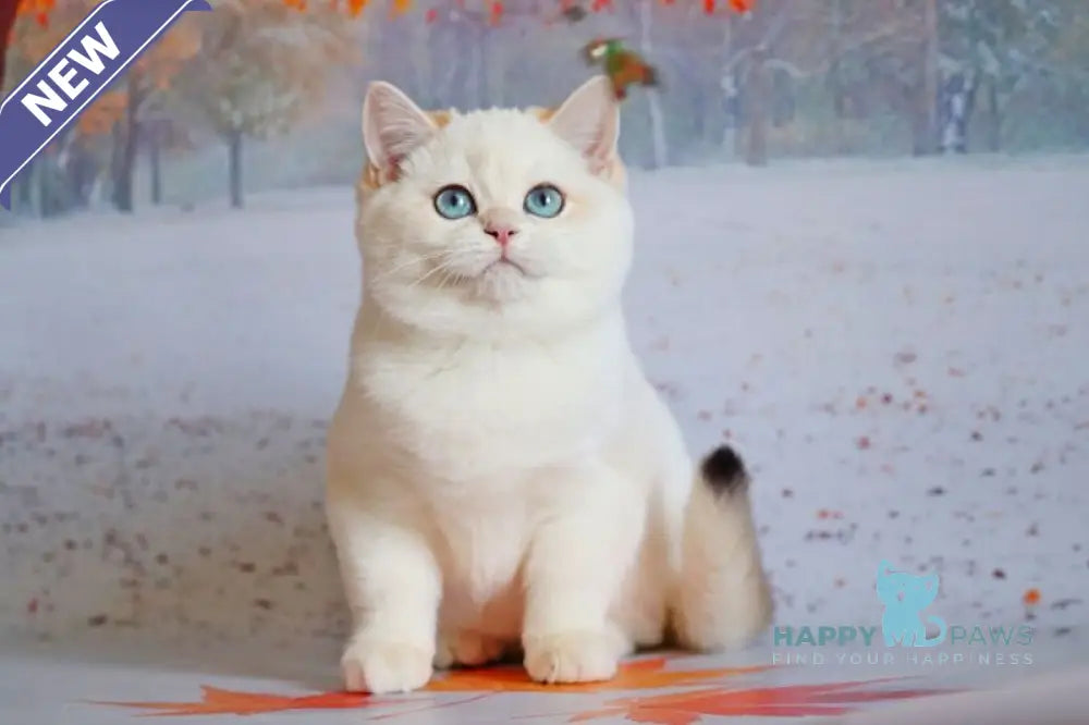 Qiana British Shorthair female black golden chinchilla pointed live animals