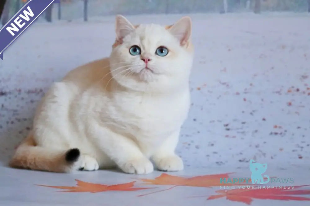 Qiana British Shorthair female black golden chinchilla pointed live animals