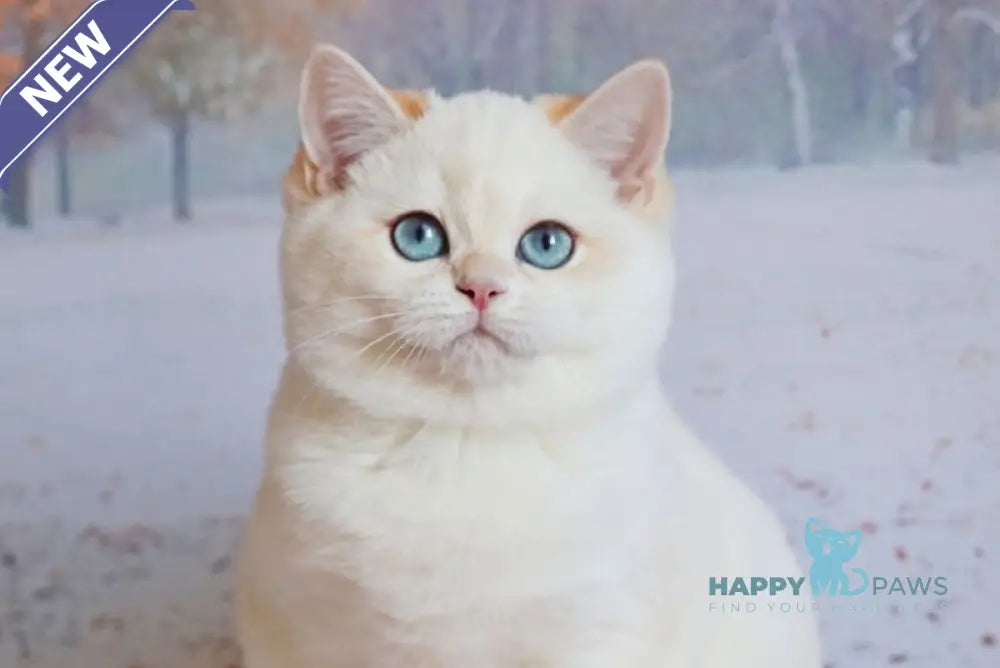 Qiana British Shorthair female black golden chinchilla pointed live animals