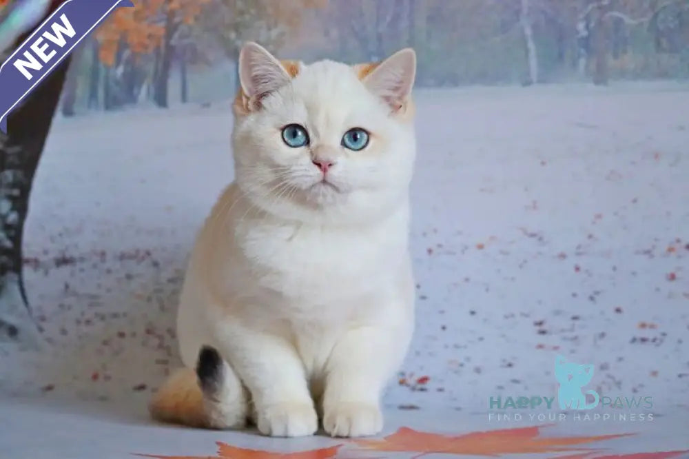 Qiana British Shorthair female black golden chinchilla pointed live animals