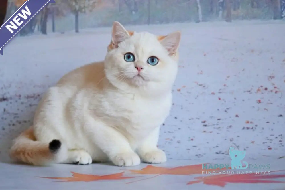 Qiana British Shorthair female black golden chinchilla pointed live animals