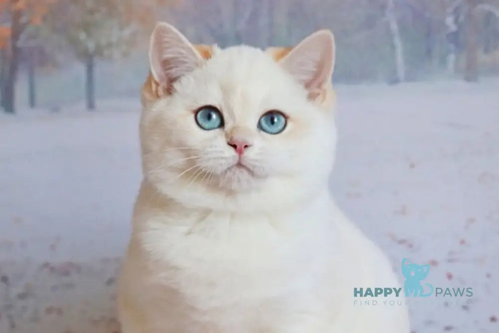 Qiana British Shorthair female black golden chinchilla pointed live animals