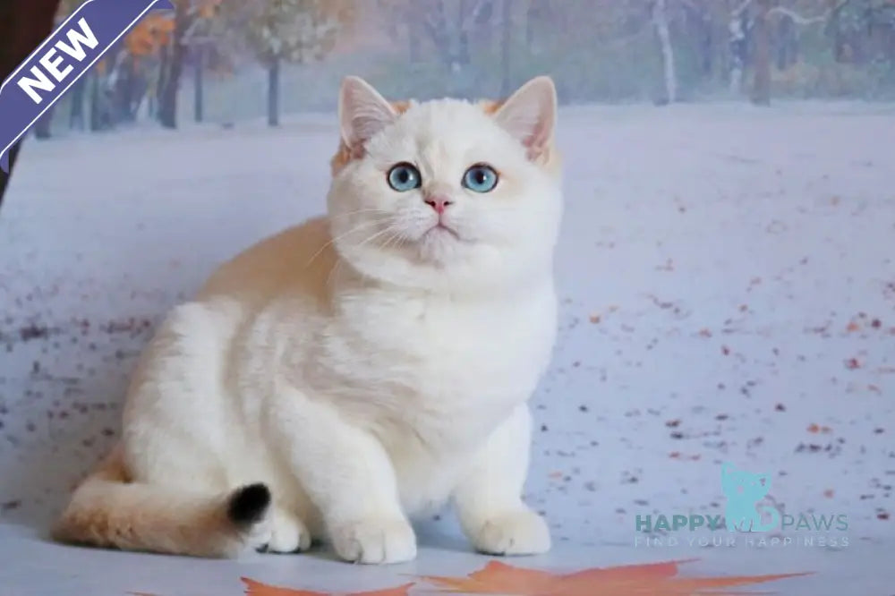 Qiana British Shorthair female black golden chinchilla pointed live animals