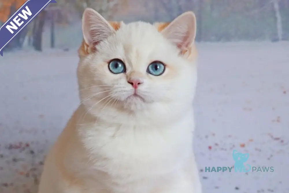 Qiana British Shorthair female black golden chinchilla pointed live animals