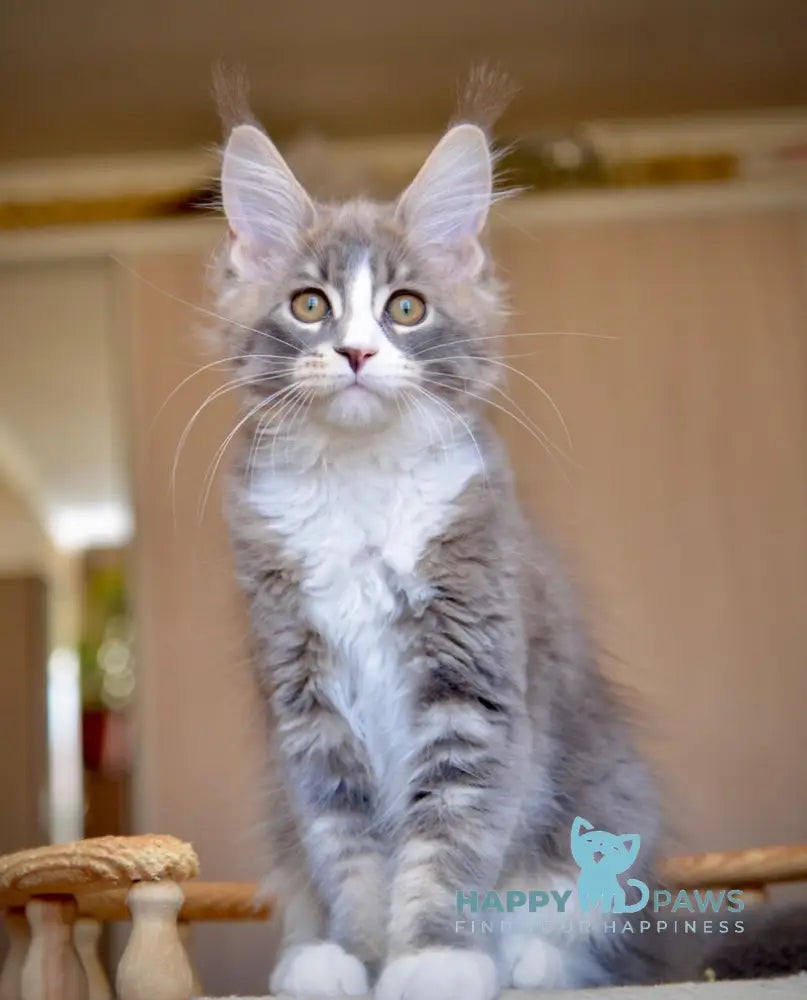 Qiana Maine Coon female blue with white ticked tabby live animals