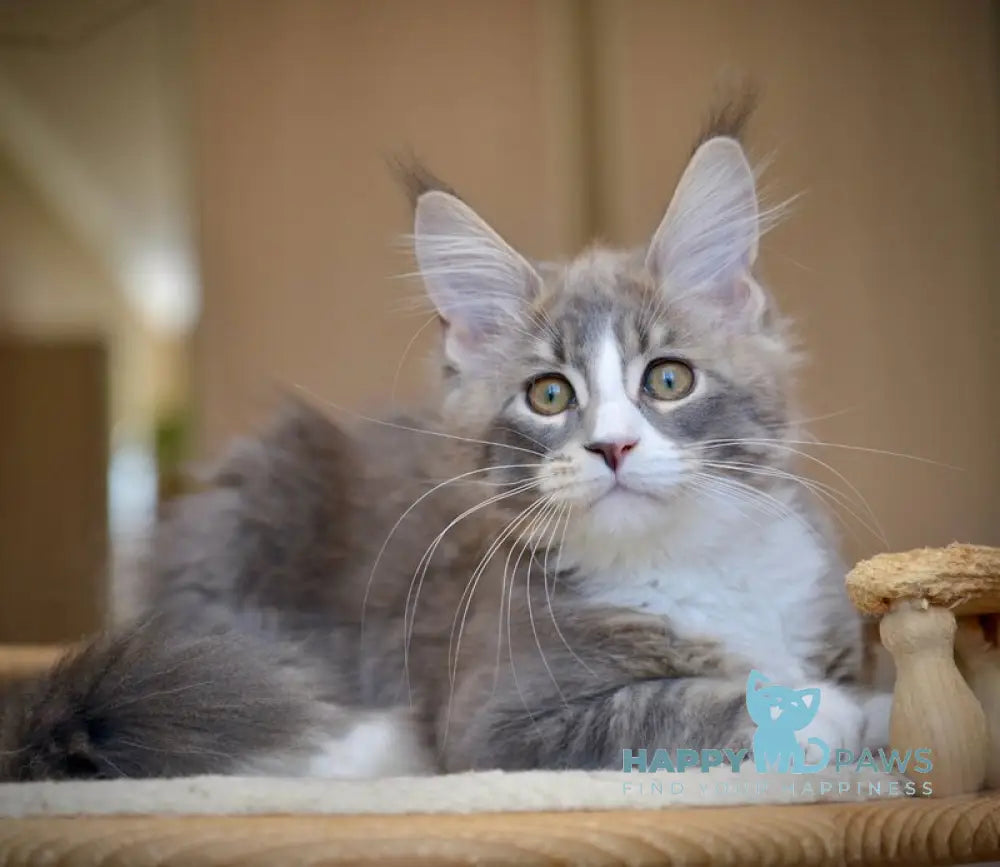 Qiana Maine Coon female blue with white ticked tabby live animals