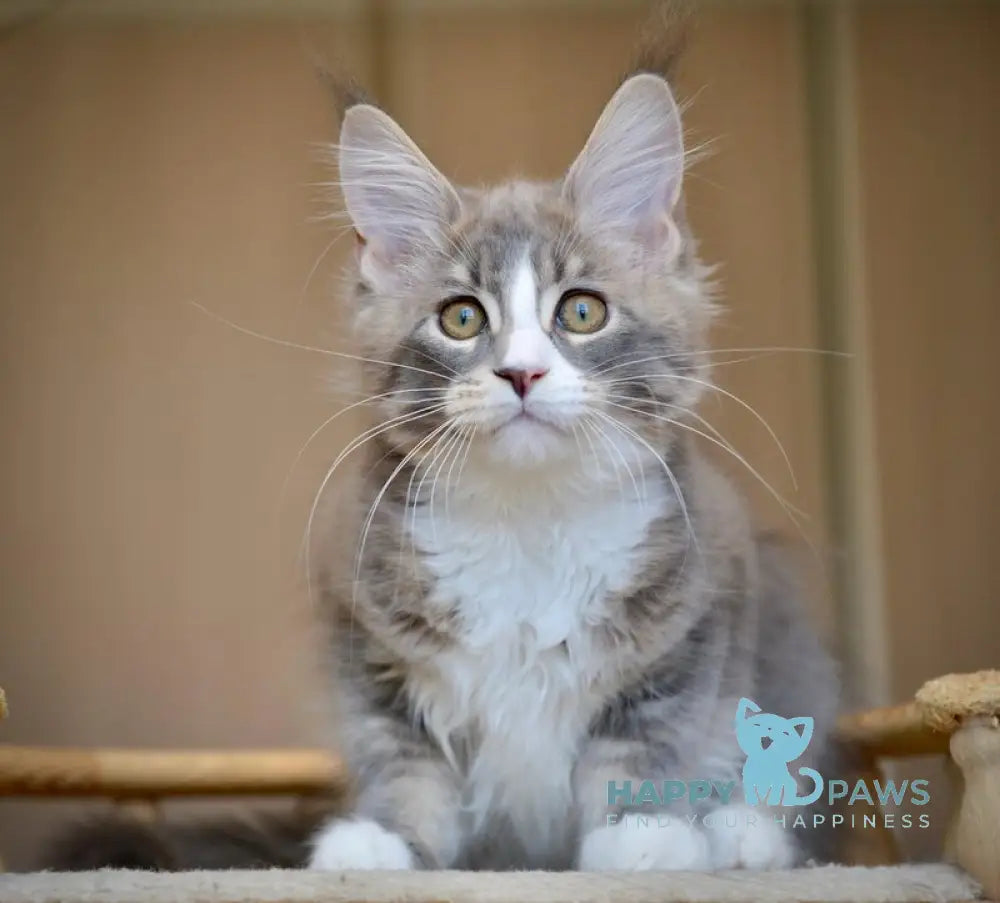 Qiana Maine Coon female blue with white ticked tabby live animals