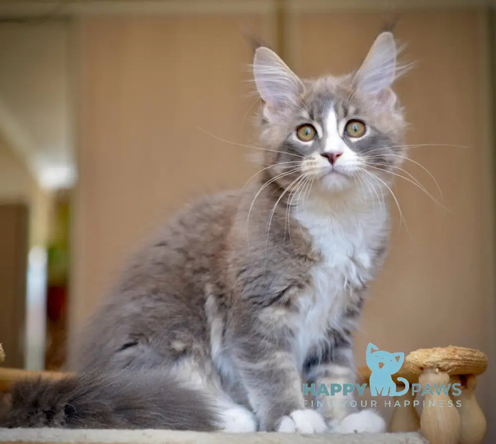 Qiana Maine Coon female blue with white ticked tabby live animals