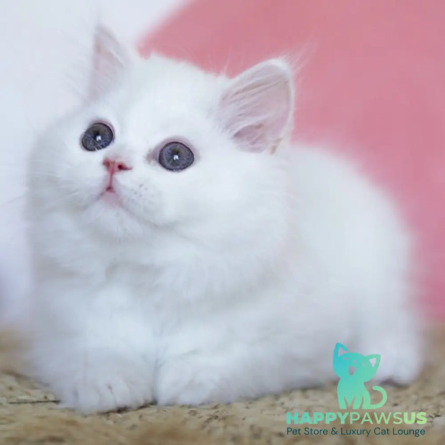 Qimby Scottish Straight male white - live animals