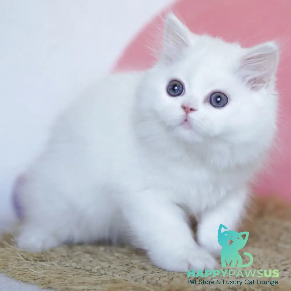 Qimby Scottish Straight male white - live animals