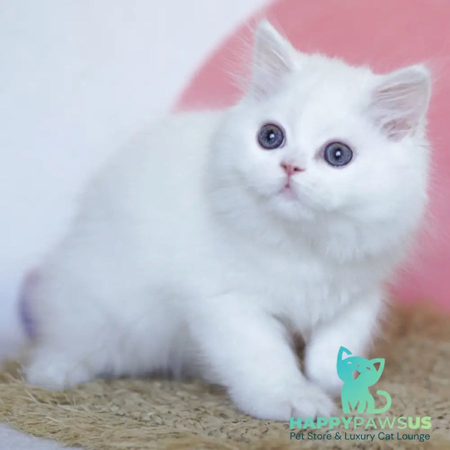 Qimby Scottish Straight male white - live animals