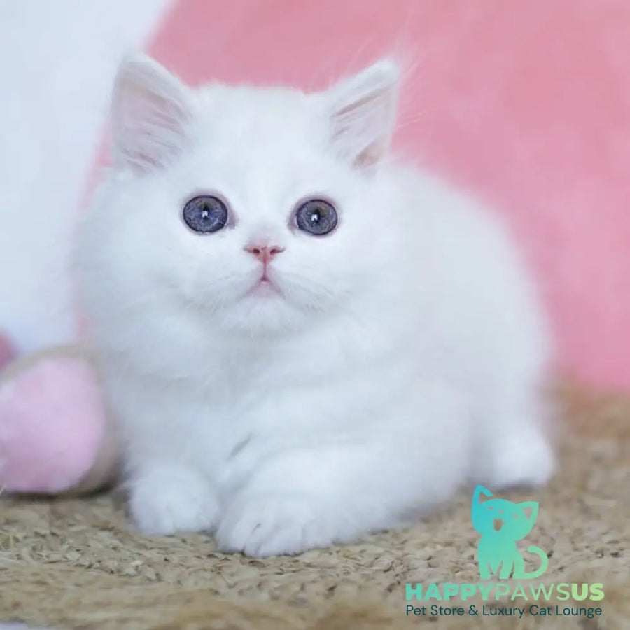 Qimby Scottish Straight male white - live animals