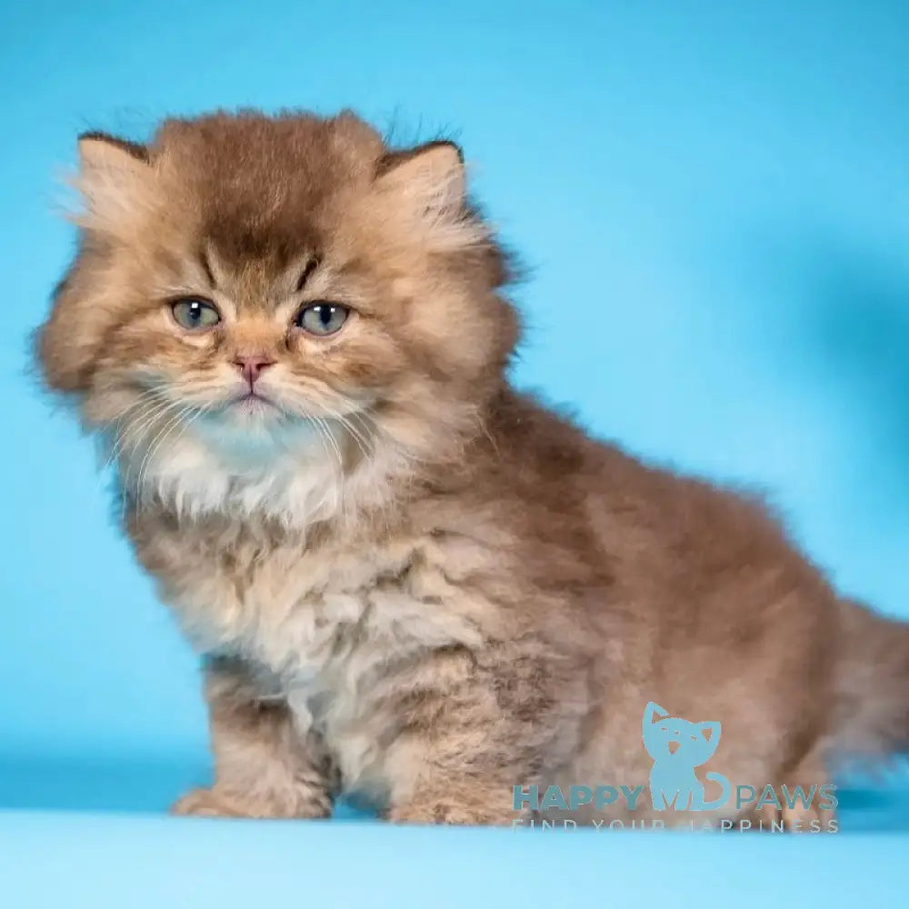Qing British Longhair male chocolate ticked tabby live animals