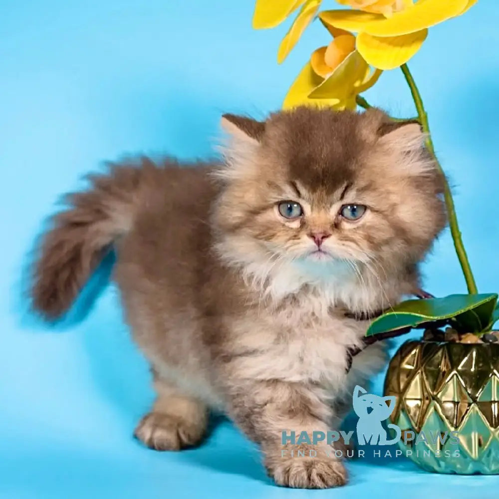 Qing British Longhair male chocolate ticked tabby live animals