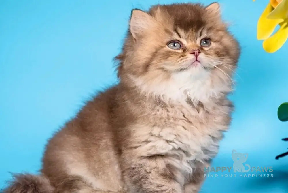 Qing British Longhair male chocolate ticked tabby live animals