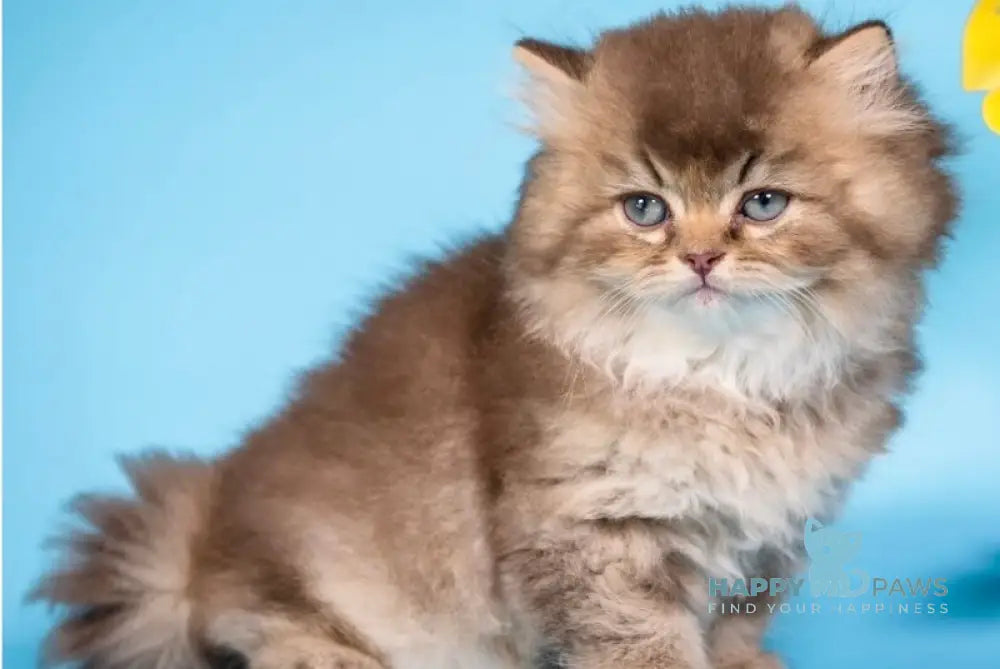 Qing British Longhair male chocolate ticked tabby live animals