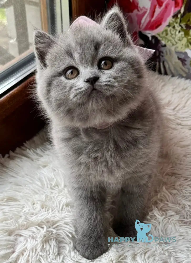 Qira Scottish Straight female blue live animals