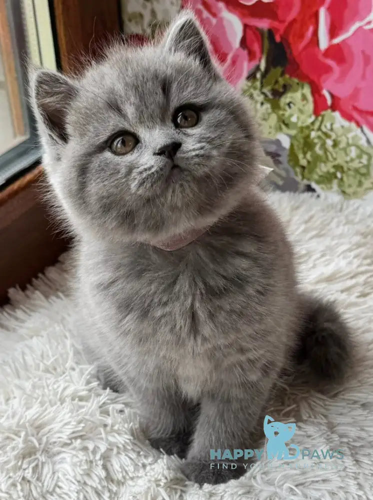 Qira Scottish Straight female blue live animals