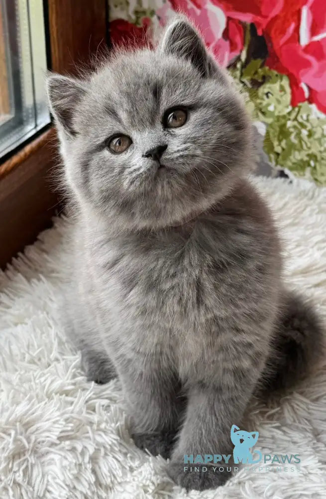 Qira Scottish Straight female blue live animals