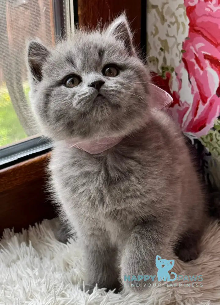 Qira Scottish Straight female blue live animals