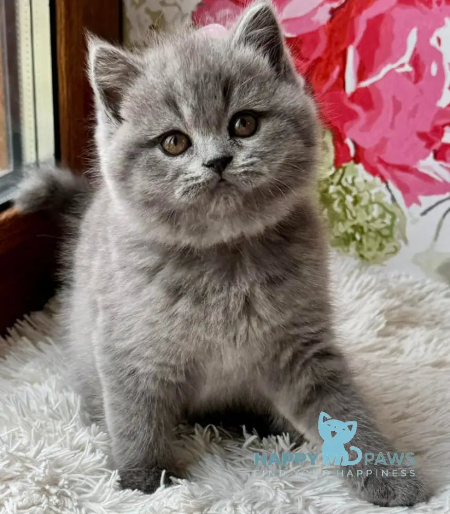 Qira Scottish Straight female blue live animals