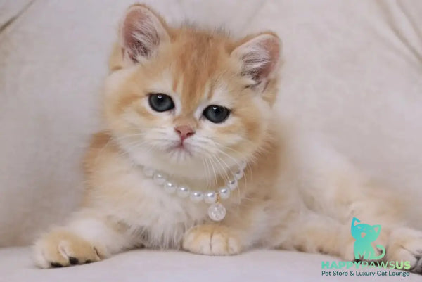 Qookie British Shorthair female black golden chinchilla - live animals