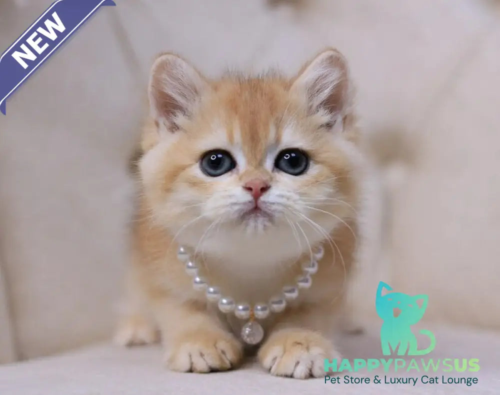 Qookie British Shorthair female black golden chinchilla - live animals