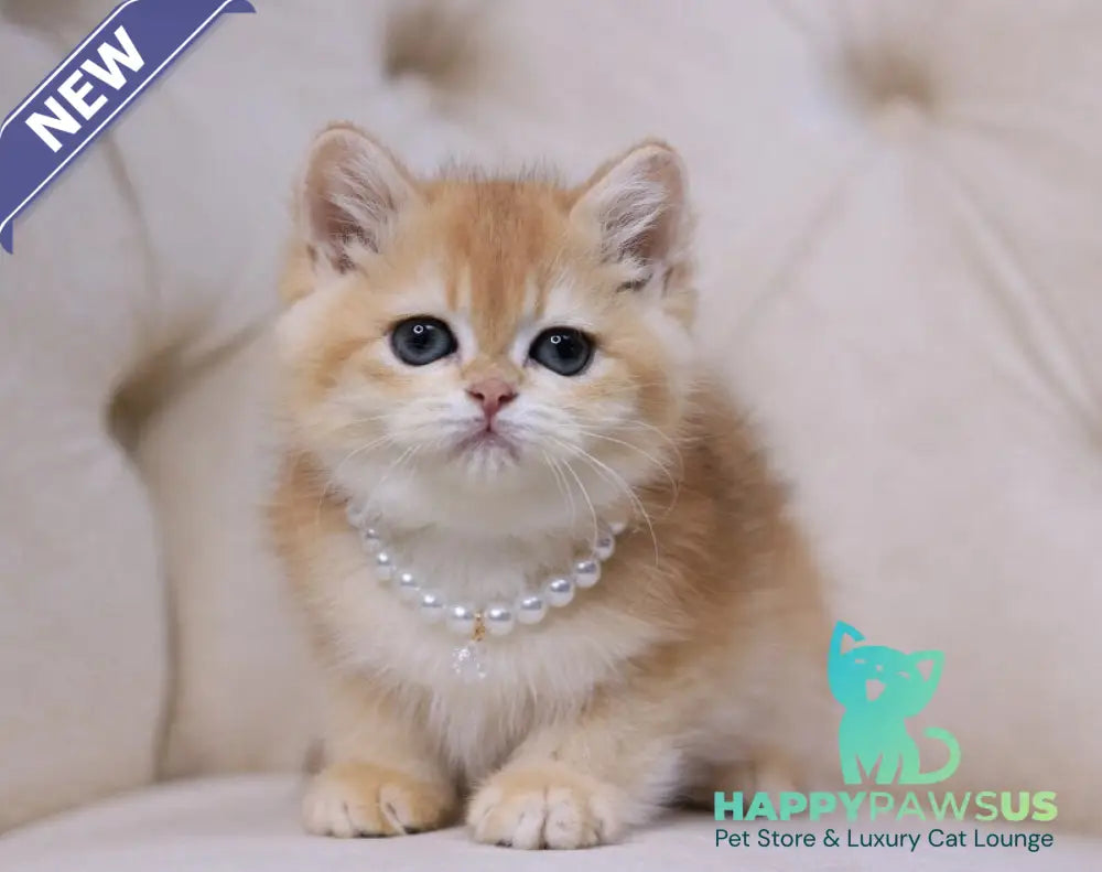 Qookie British Shorthair female black golden chinchilla - live animals