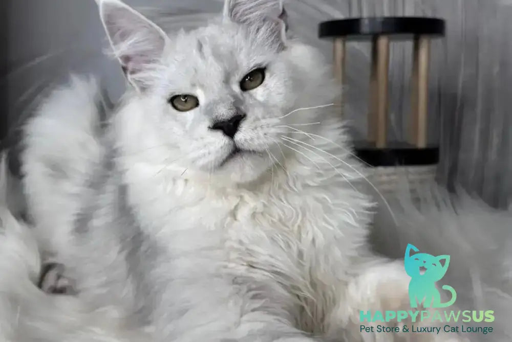 Qoros Maine Coon male black silver shaded - live animals