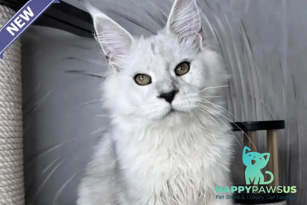 Qoros Maine Coon male black silver shaded - live animals