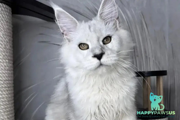 Qoros Maine Coon male black silver shaded - live animals