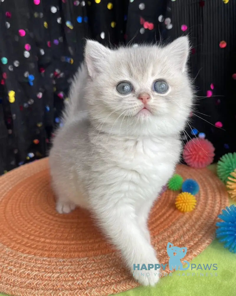 Qsenia British Shorthair female blue golden shaded live animals