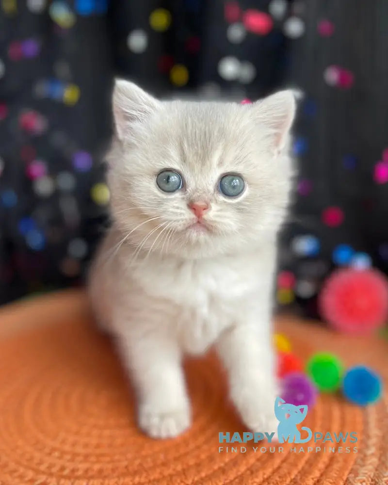 Qsenia British Shorthair female blue golden shaded live animals