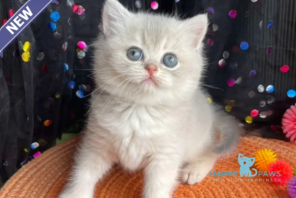 Qsenia British Shorthair female blue golden shaded live animals