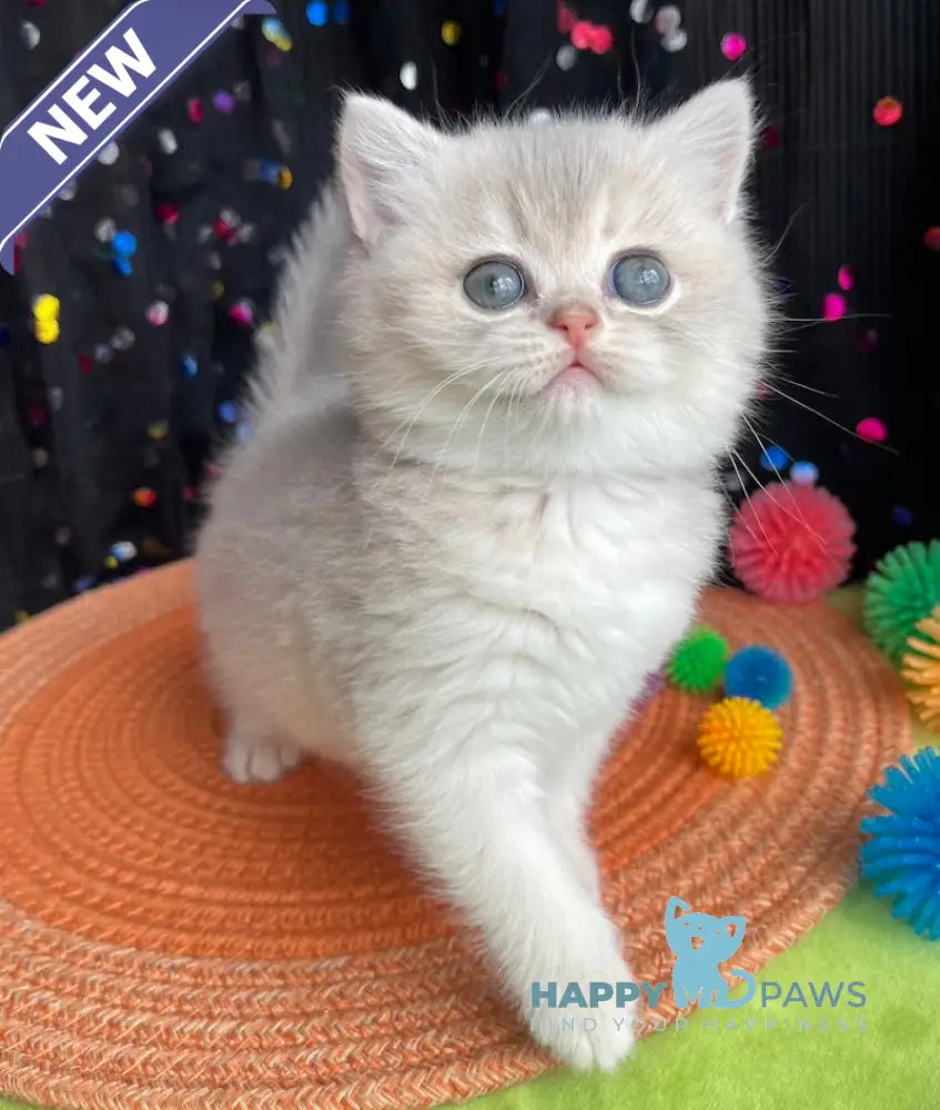 Qsenia British Shorthair female blue golden shaded live animals