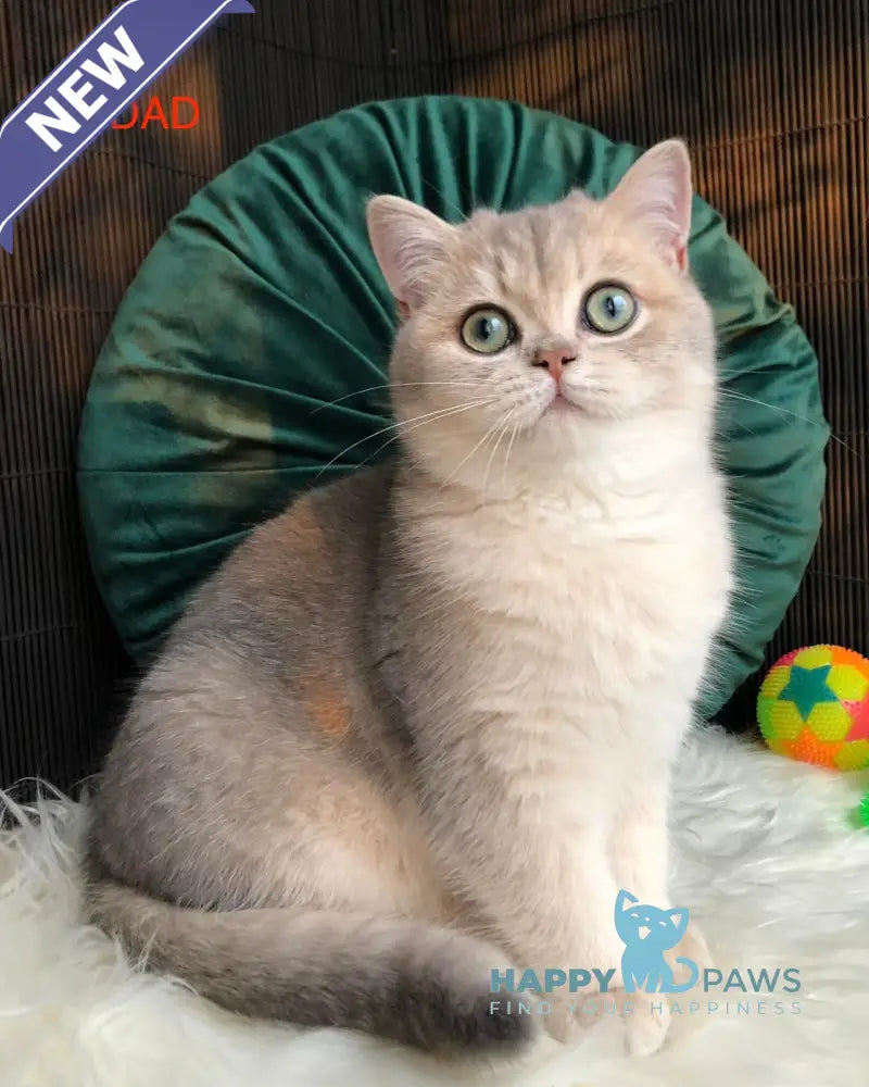 Qsenia British Shorthair female blue golden shaded live animals