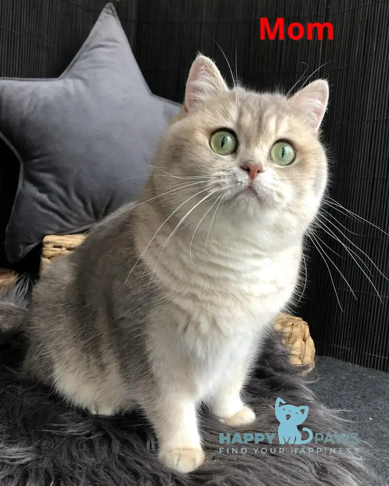 Qsenia British Shorthair female blue golden shaded live animals