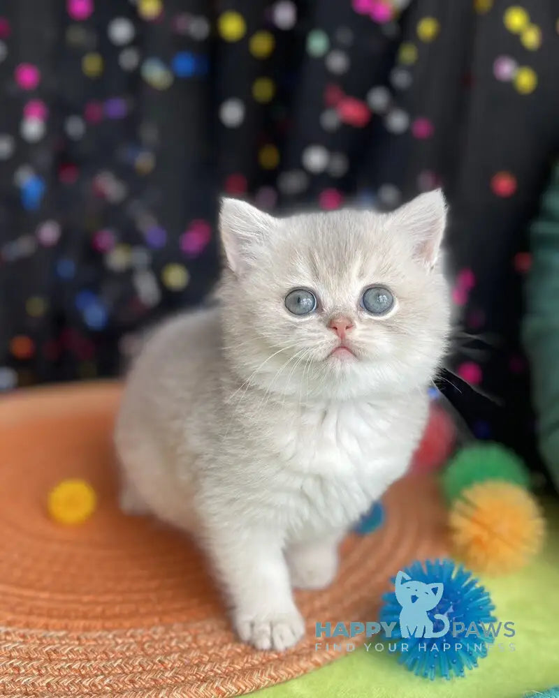 Qsenia British Shorthair female blue golden shaded live animals