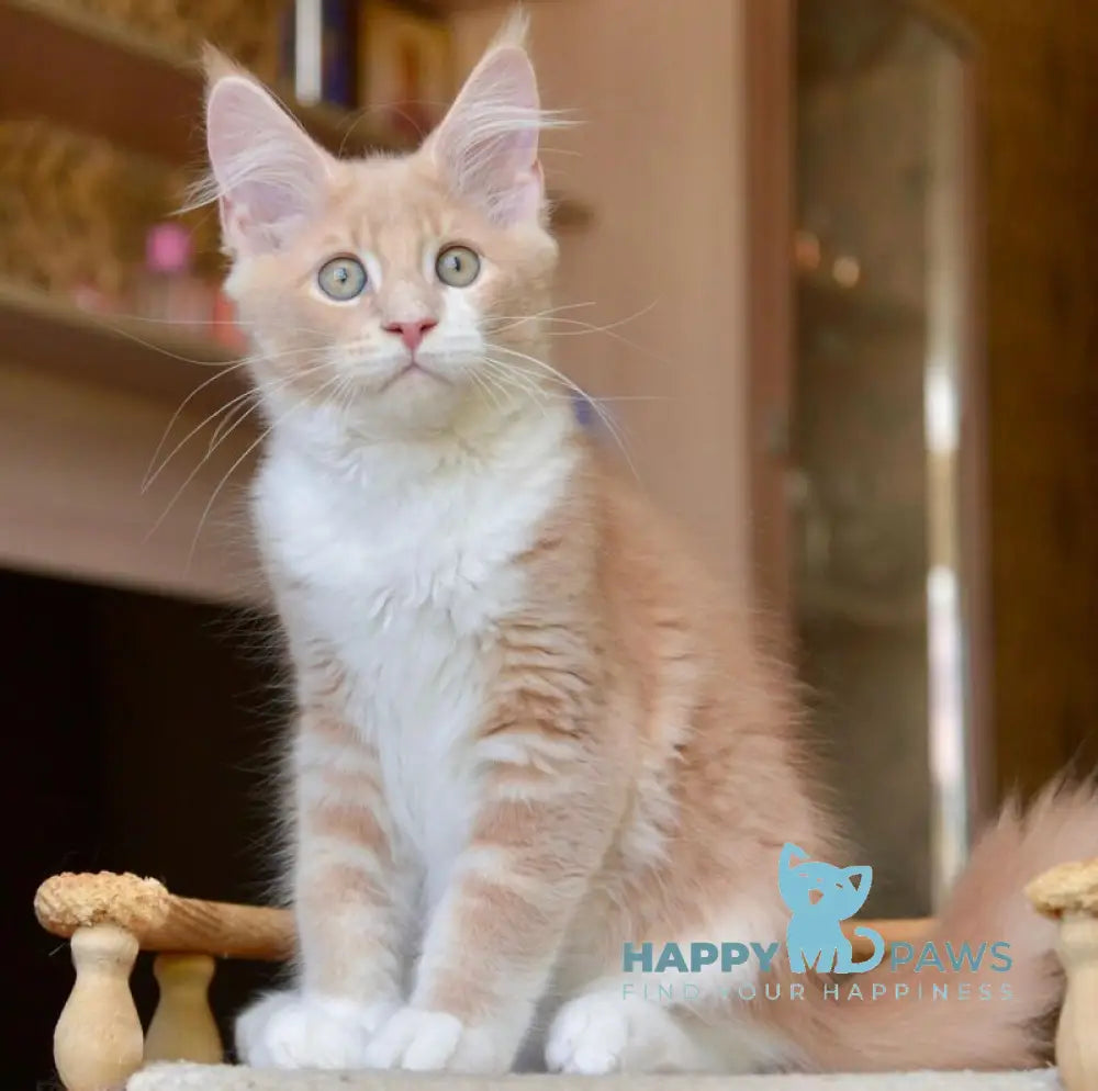 Quade Maine Coon male cream with white ticked tabby live animals