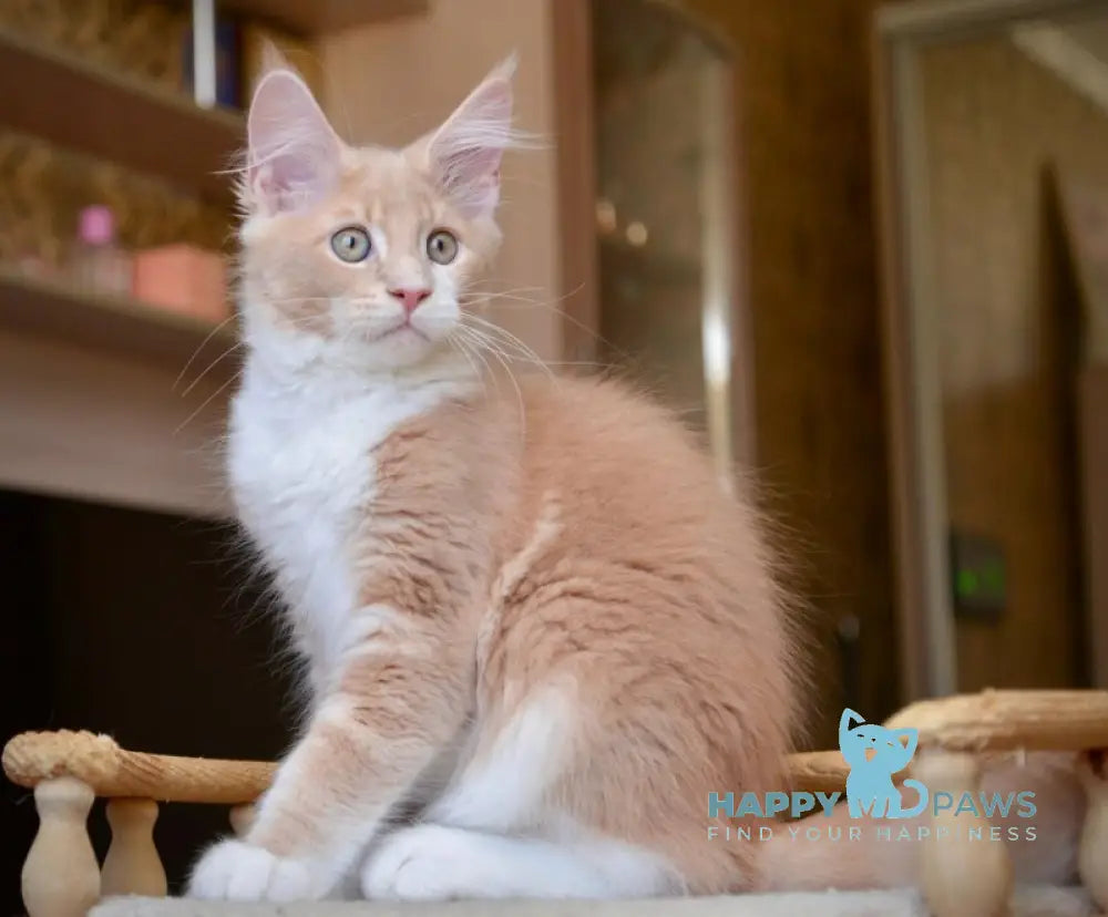 Quade Maine Coon male cream with white ticked tabby live animals