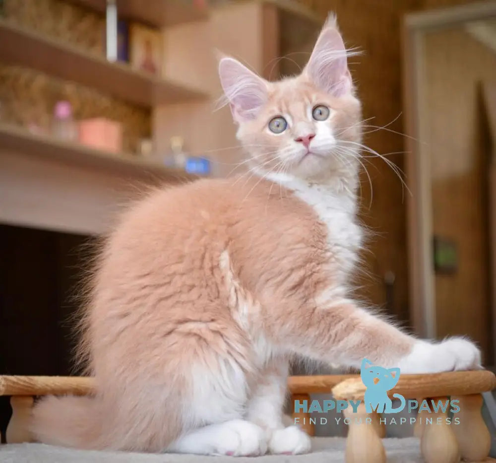 Quade Maine Coon male cream with white ticked tabby live animals