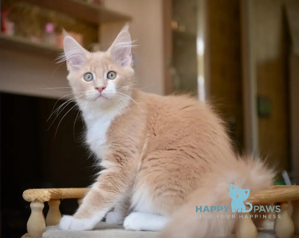 Quade Maine Coon male cream with white ticked tabby live animals