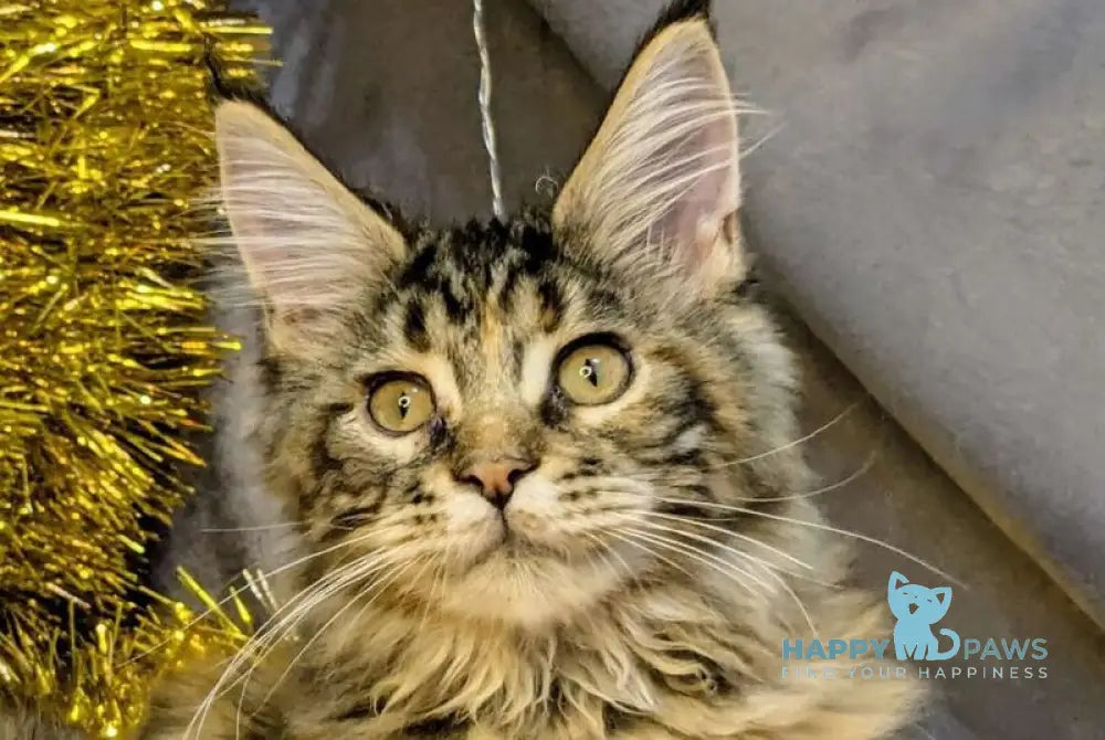 Quadra Maine Coon female black tortie silver tabby live animals