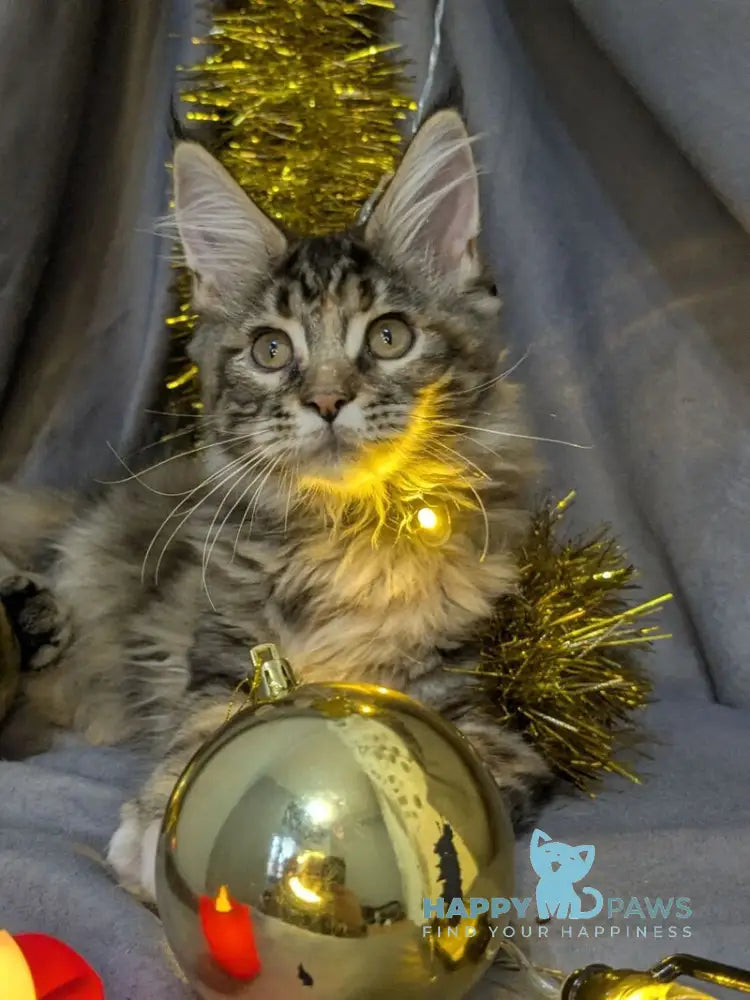 Quadra Maine Coon female black tortie silver tabby live animals