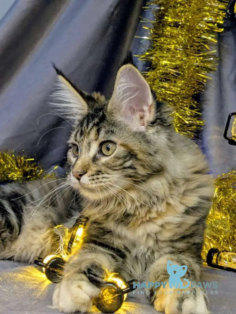 Quadra Maine Coon female black tortie silver tabby live animals