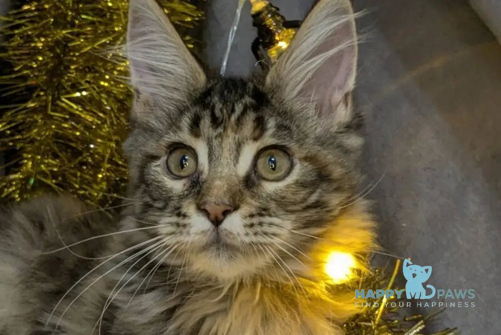 Quadra Maine Coon female black tortie silver tabby live animals