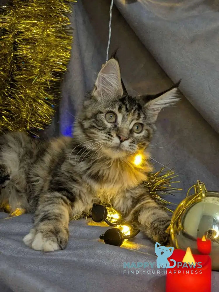 Quadra Maine Coon female black tortie silver tabby live animals