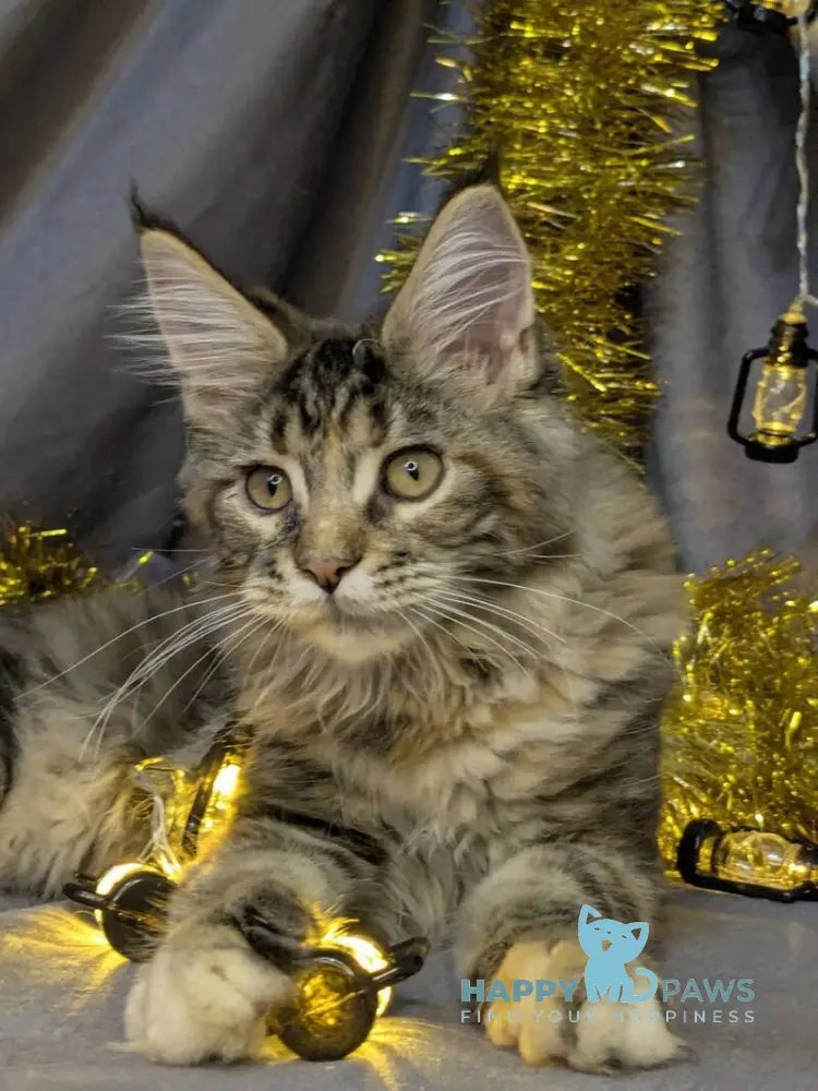 Quadra Maine Coon female black tortie silver tabby live animals