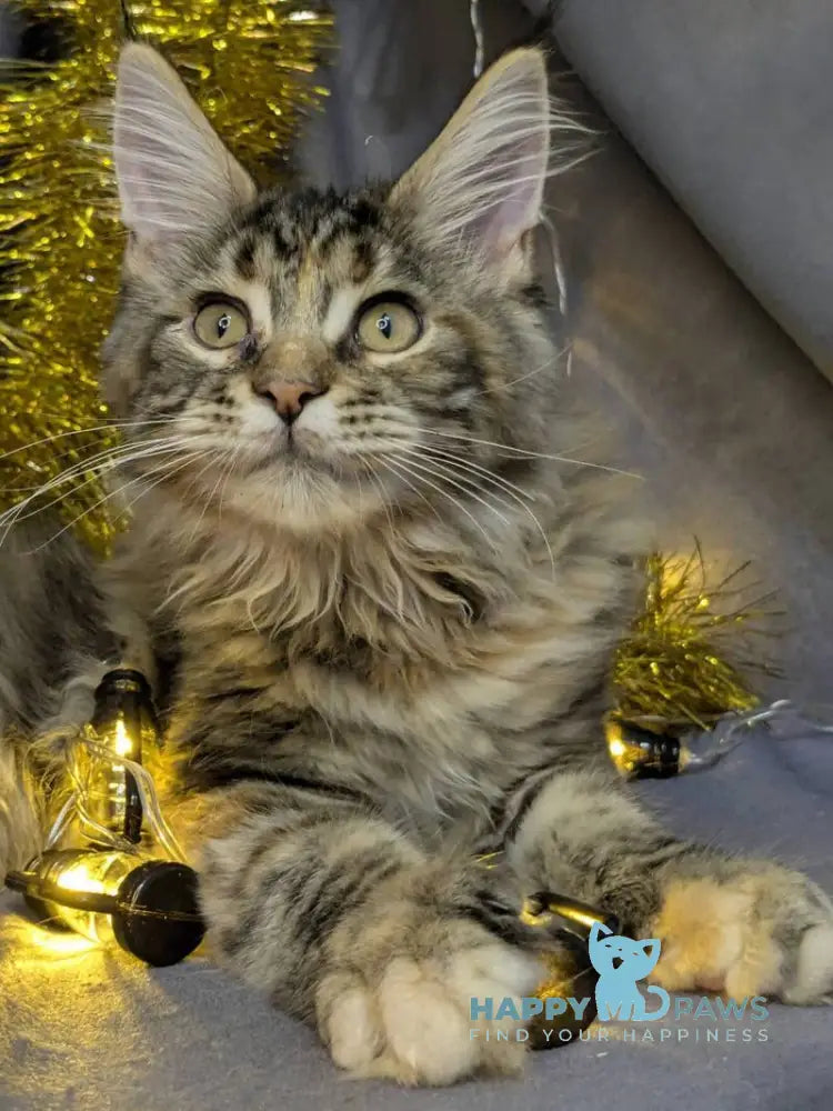 Quadra Maine Coon female black tortie silver tabby live animals